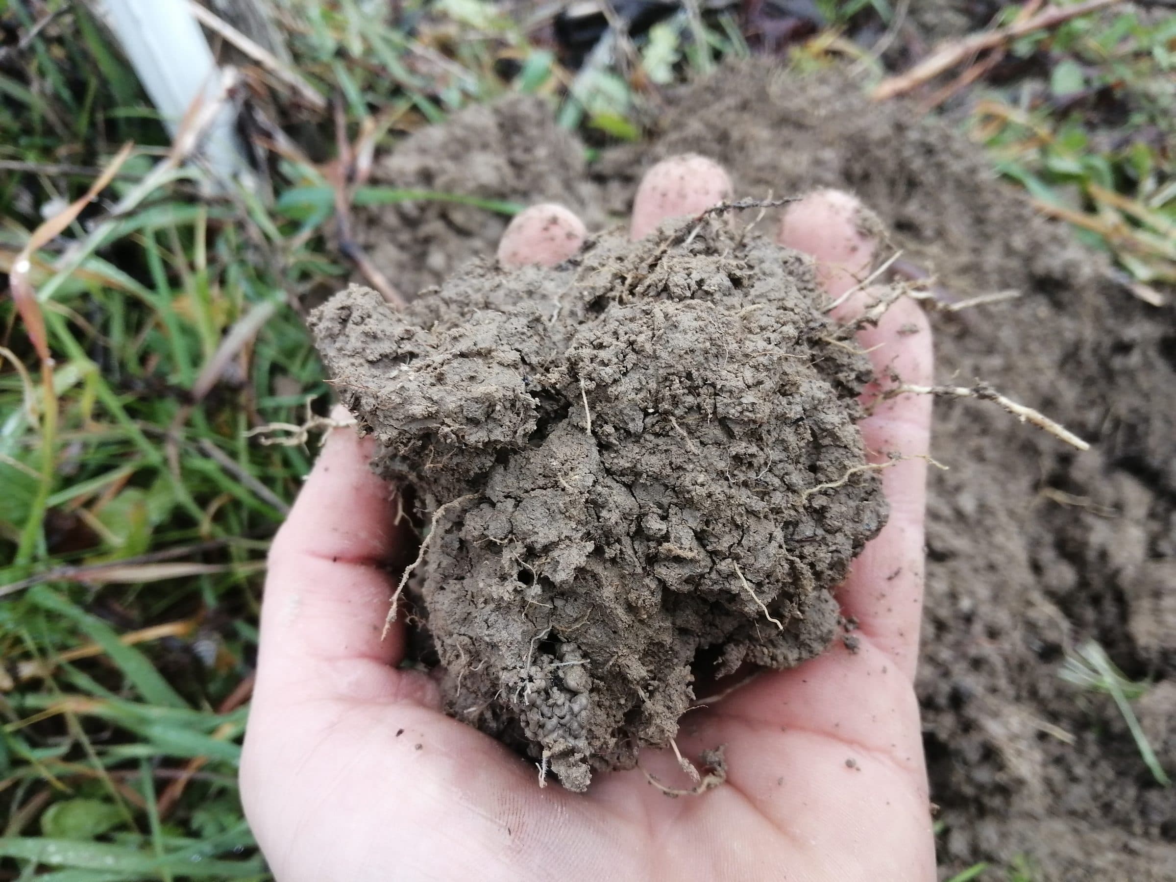 Mani che raccolgono una zolla di terra viva, con radici e struttura, in un campo