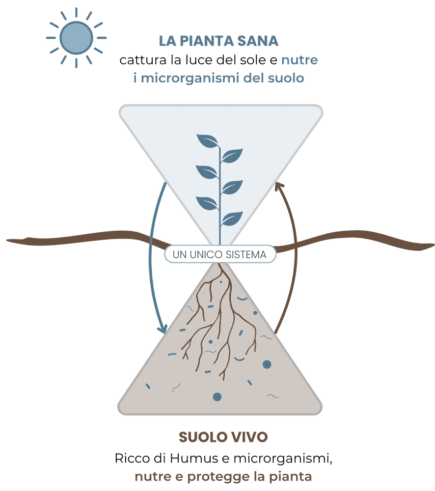 Lo schema del Metodo Lichene: la pianta sana cattura la luce del sole e nutre i microrganismi del suolo; il suolo vivo, ricco di humus e microrganismi, nutre e protegge la pianta. Un unico sistema.