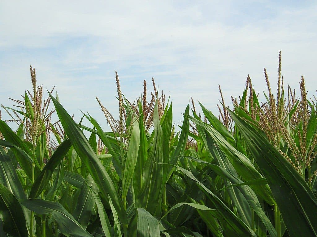 Campo di mais dell'azienda di Alberto a Fossano