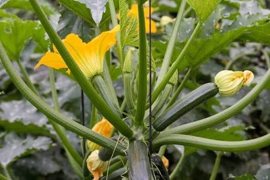 Piante di zucchine in fiore nell'orto di Andrea a Borgo San Dalmazzo