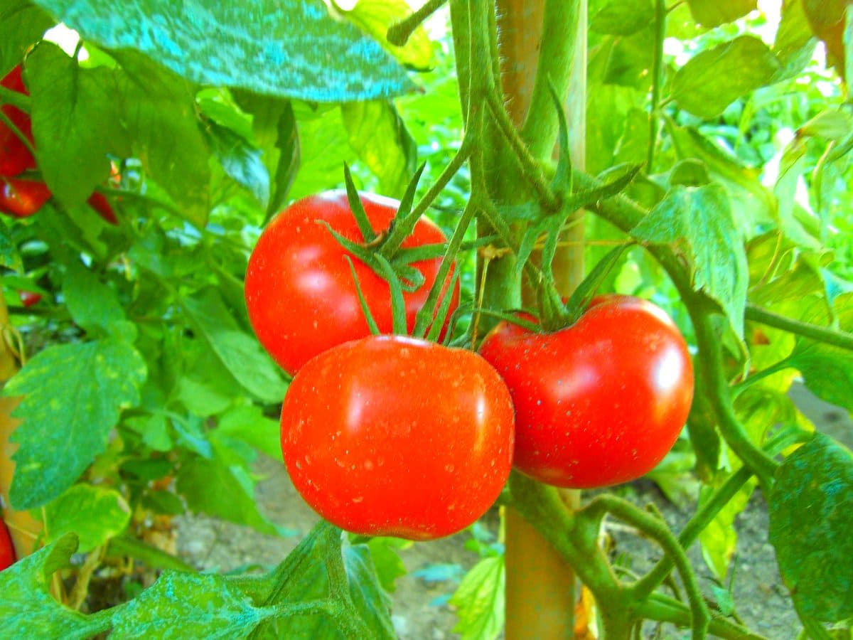 Pomodori maturi sulla pianta, coltivazione di Beatrice a Cuneo
