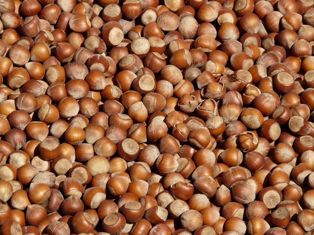 Nocciole raccolte, produzione di Matteo a Castelletto Stura