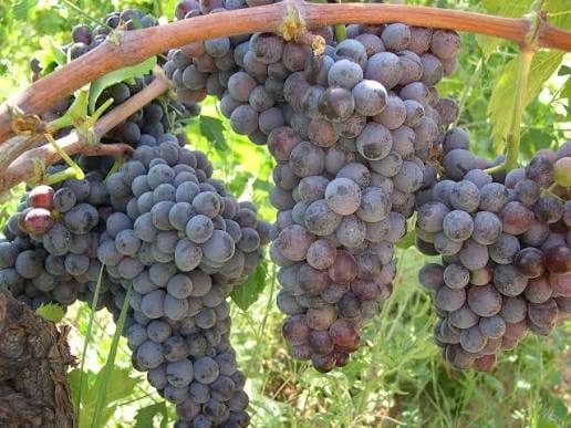 Grappoli d'uva sulla vite nel vigneto di Roberto ad Alba